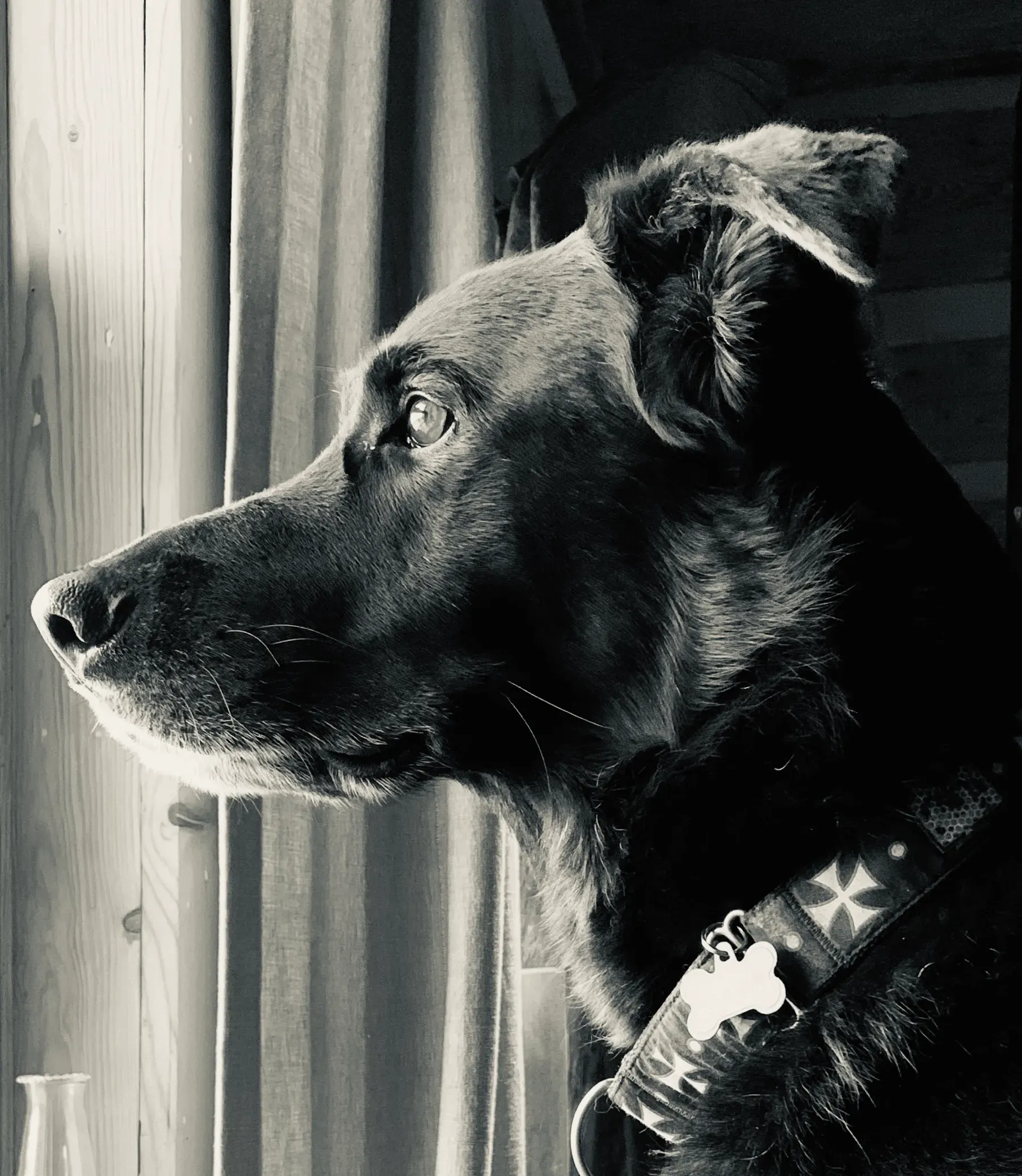 20th Place: "Alert In Black And White"