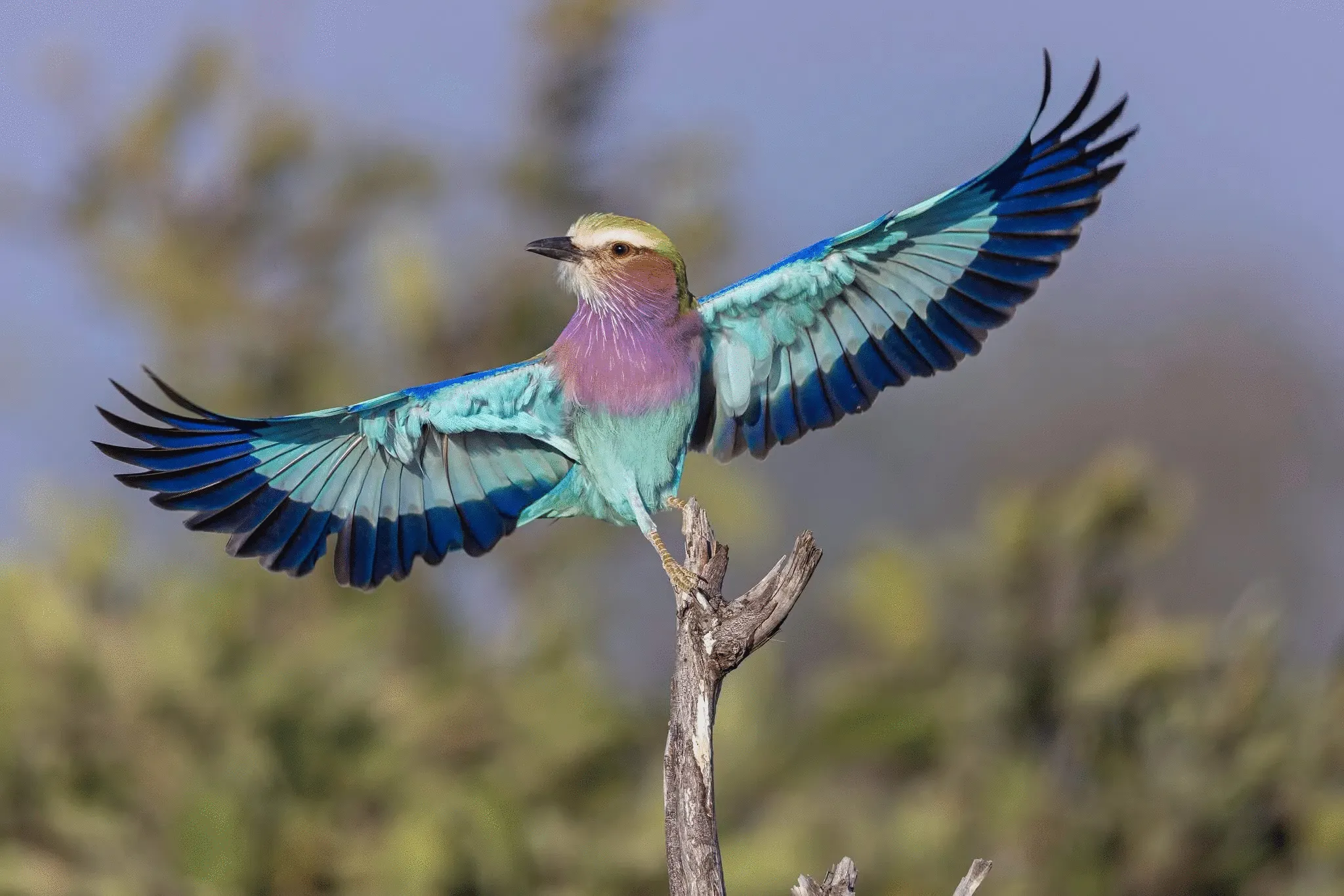 2nd Place: "Lilac Breasted Roller Showing Off Its Colors"