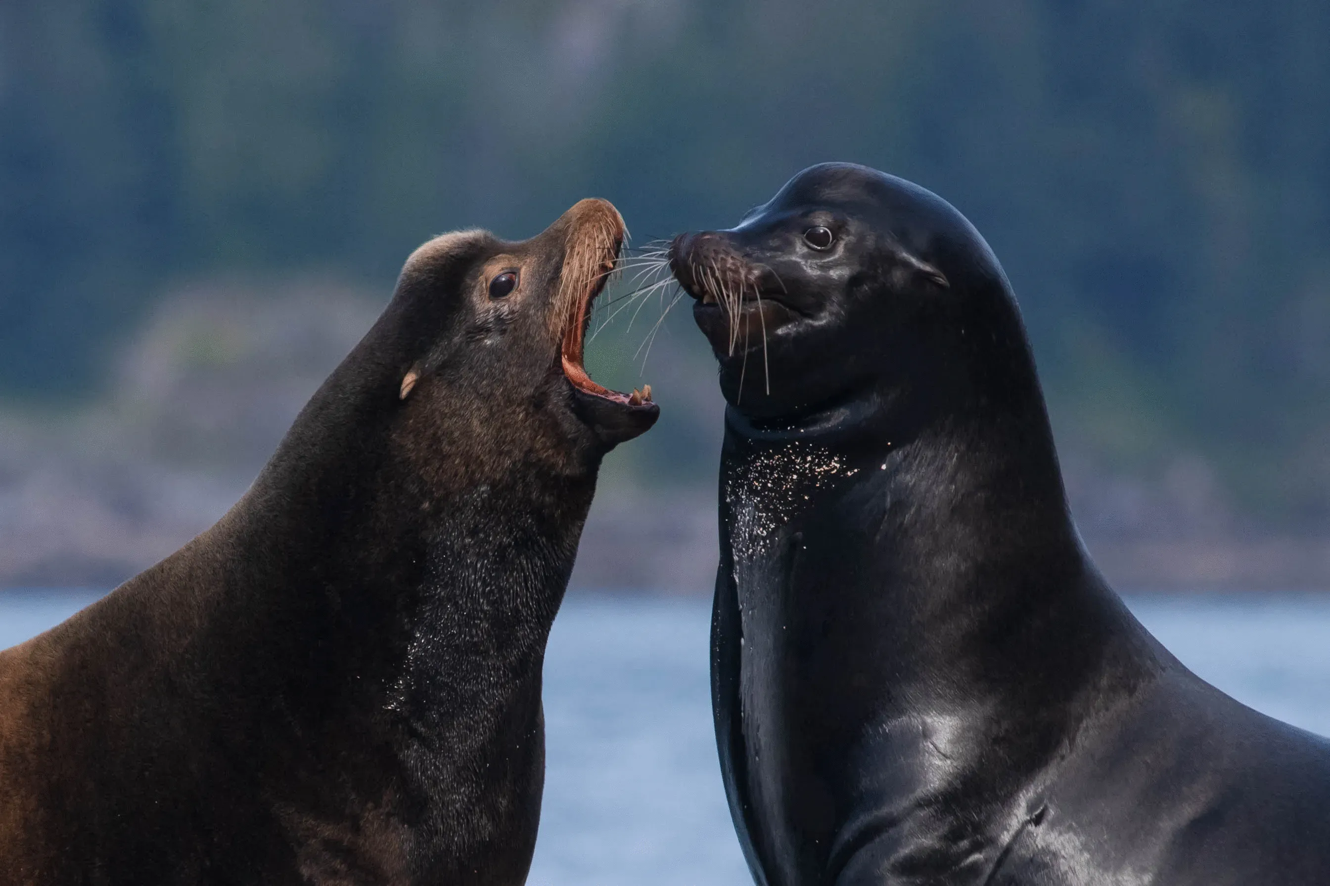 3rd Place: "The Passion Of The Pinnipeds"