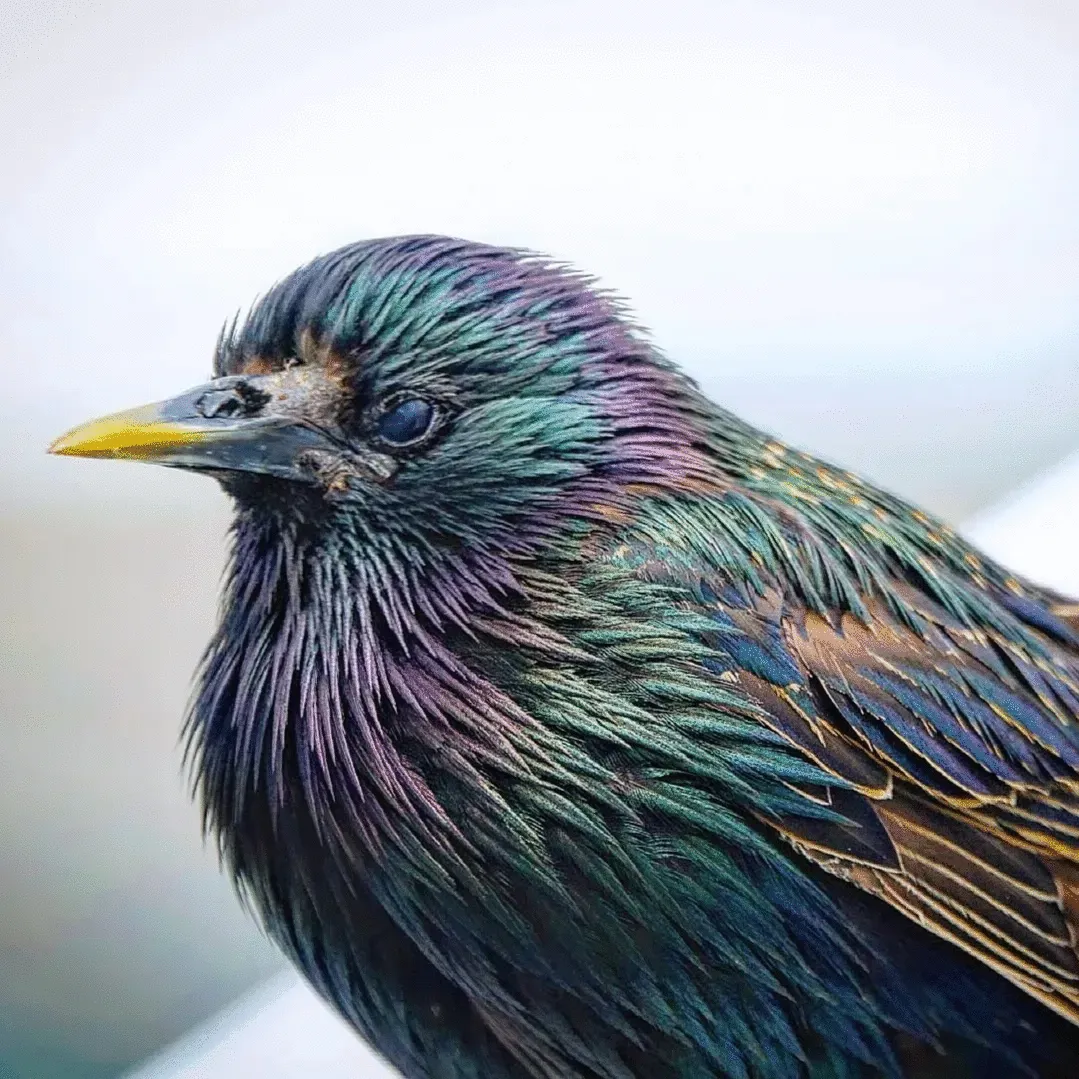 8th Place: "Rainbow Starling"