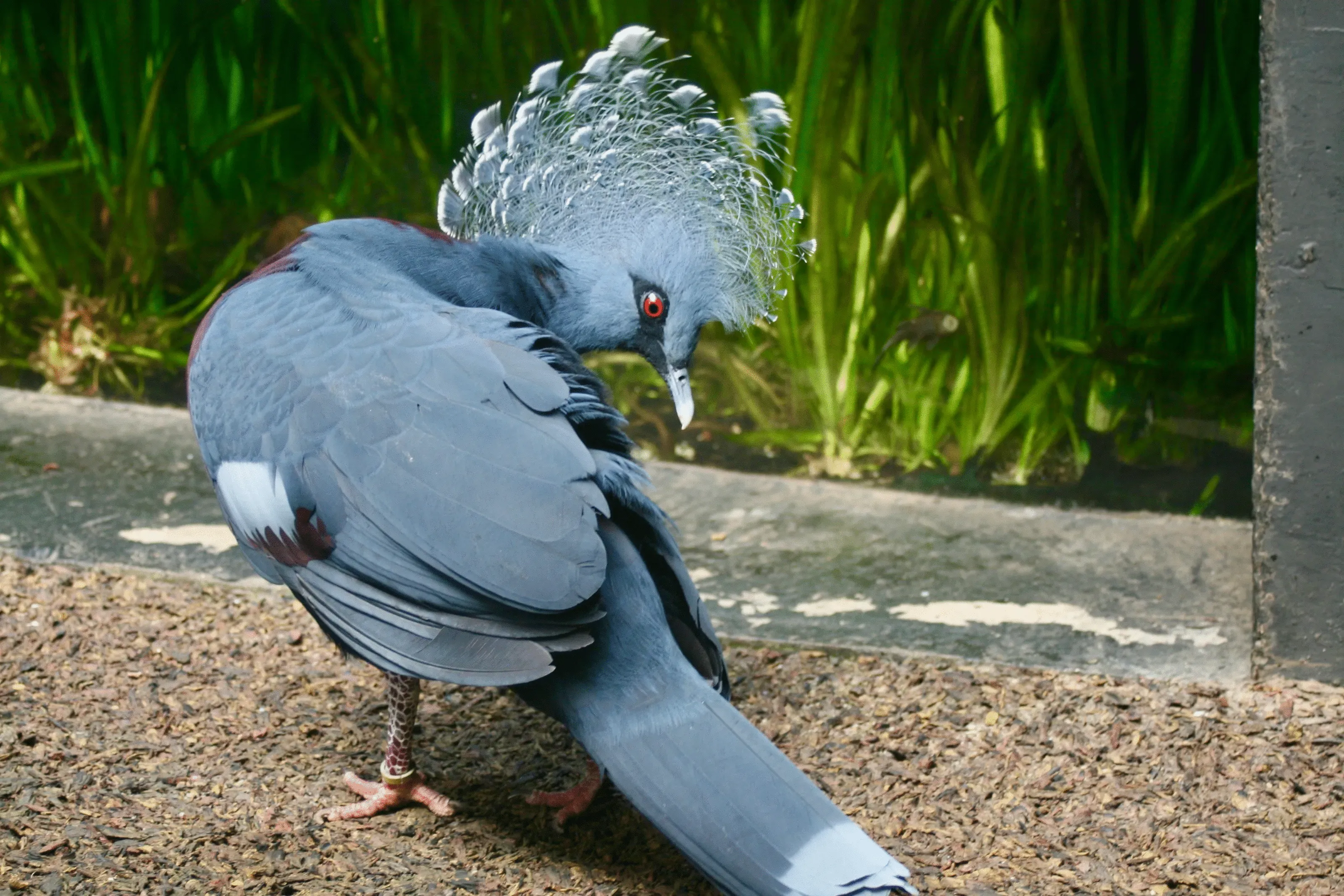 32nd Place: "The Queen Of The Pigeons"