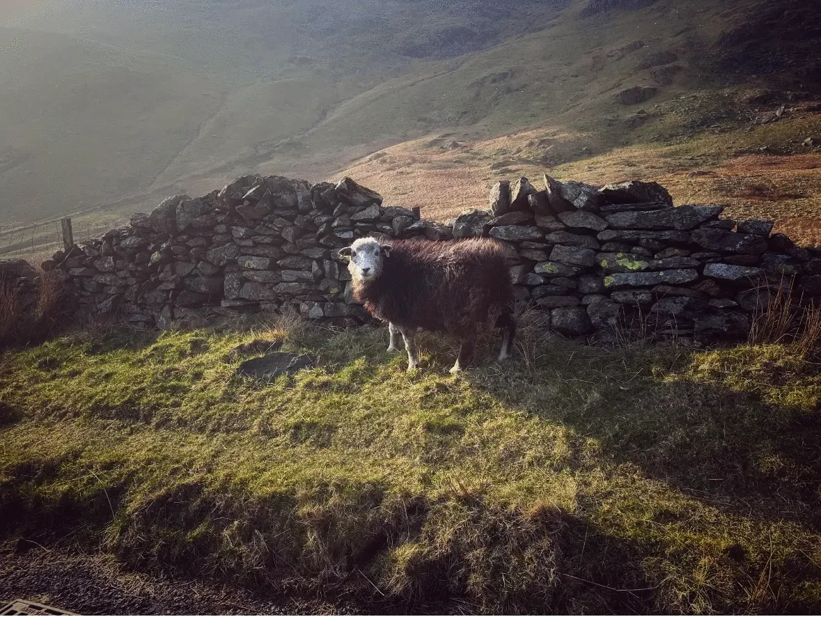 36th Place: "Beautiful Mountains But The Sheep Said Hi"