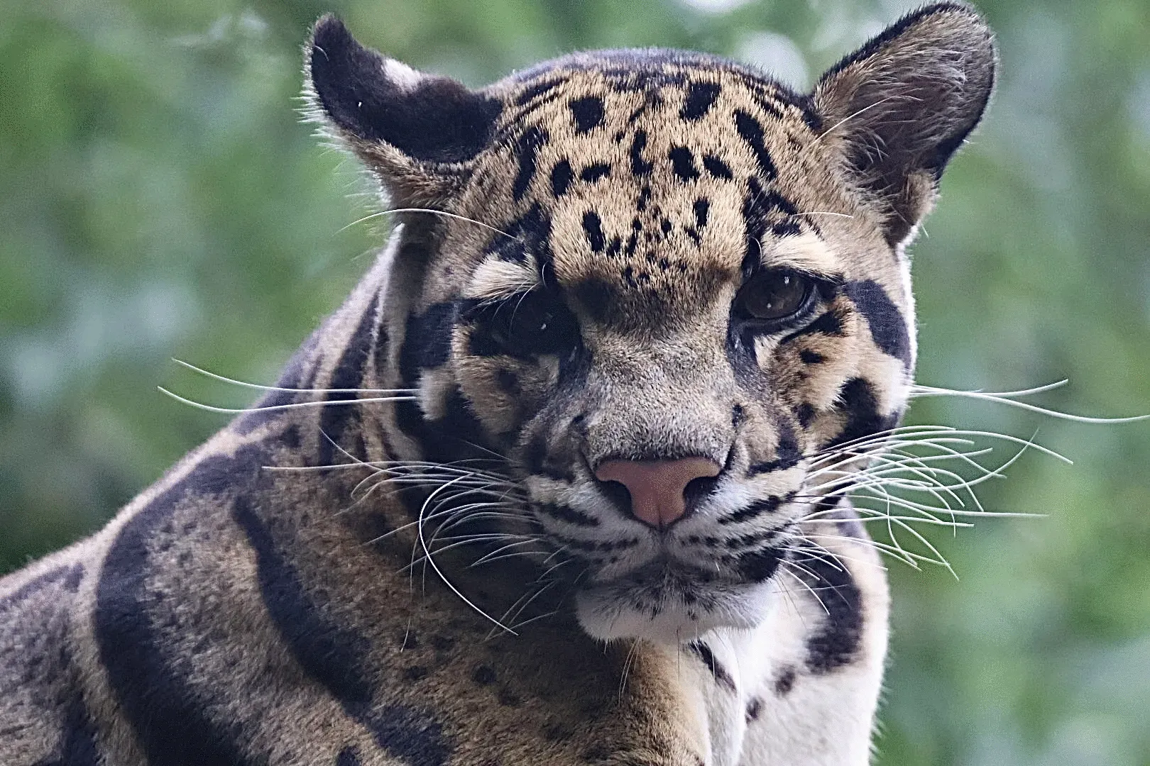 18th Place: "Clouded Leopard"