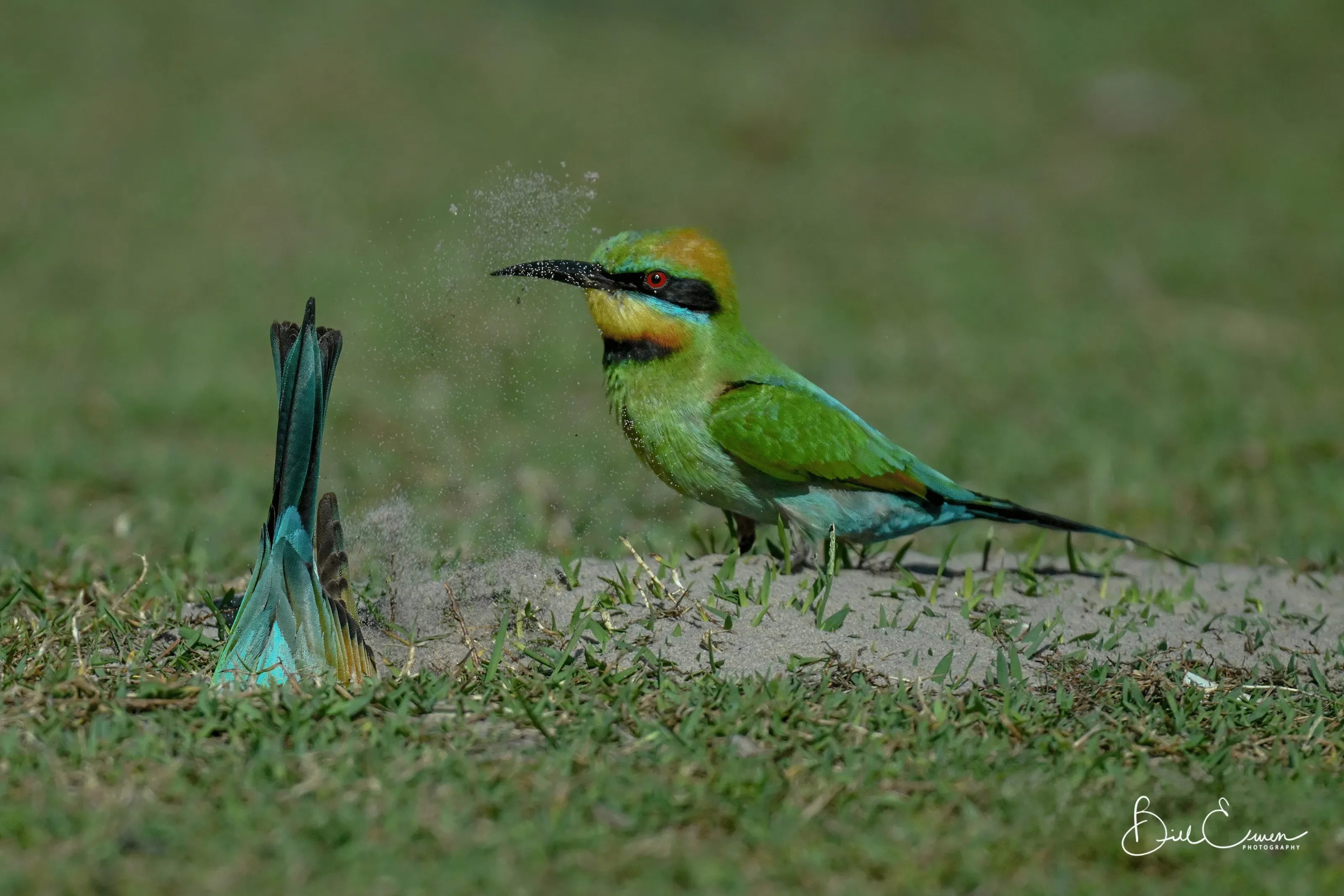 9th Place: "Bee Eater Keeping A Watchful Eye On Partner Digging The Burrow"