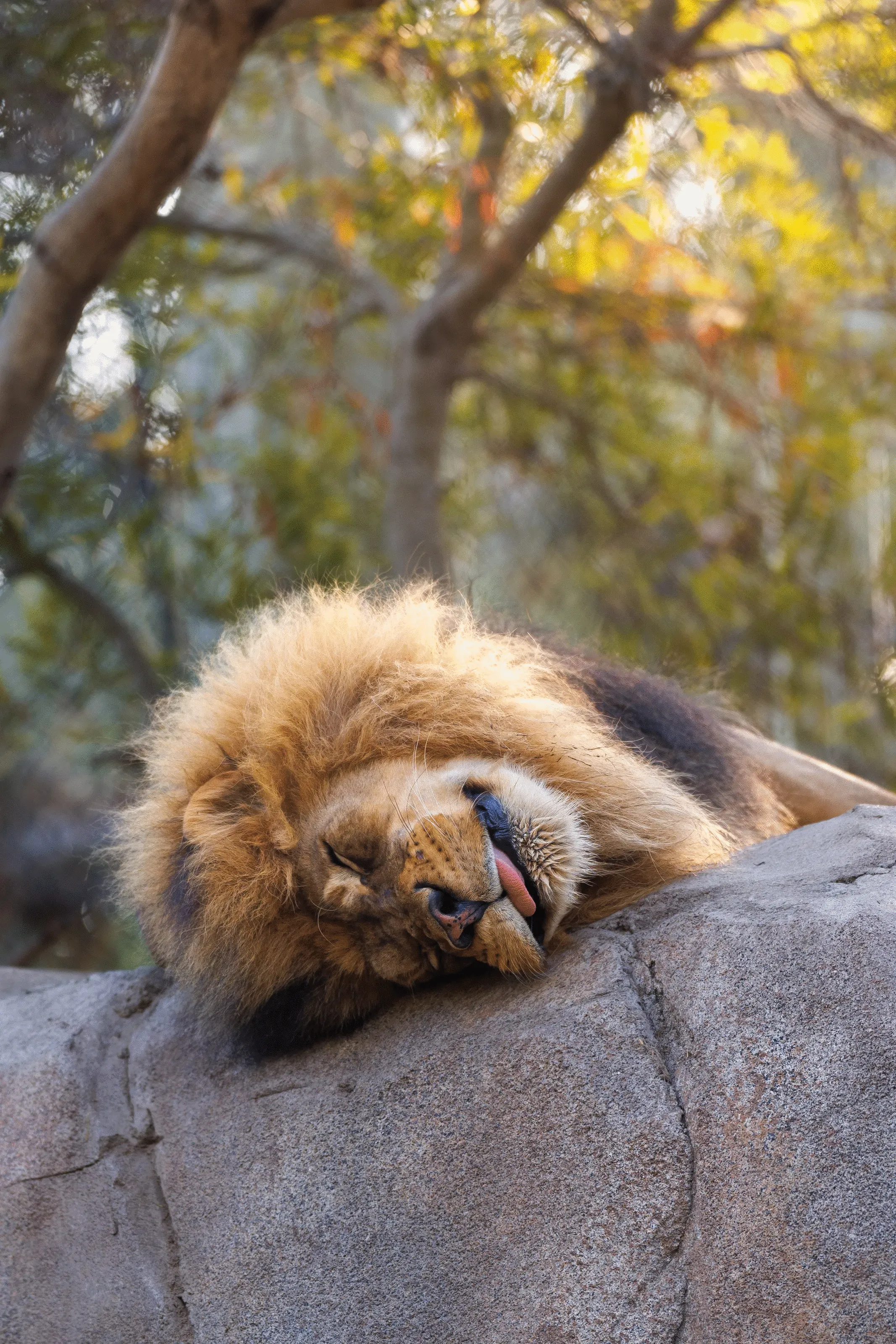 21st Place: "Lion Tongue"