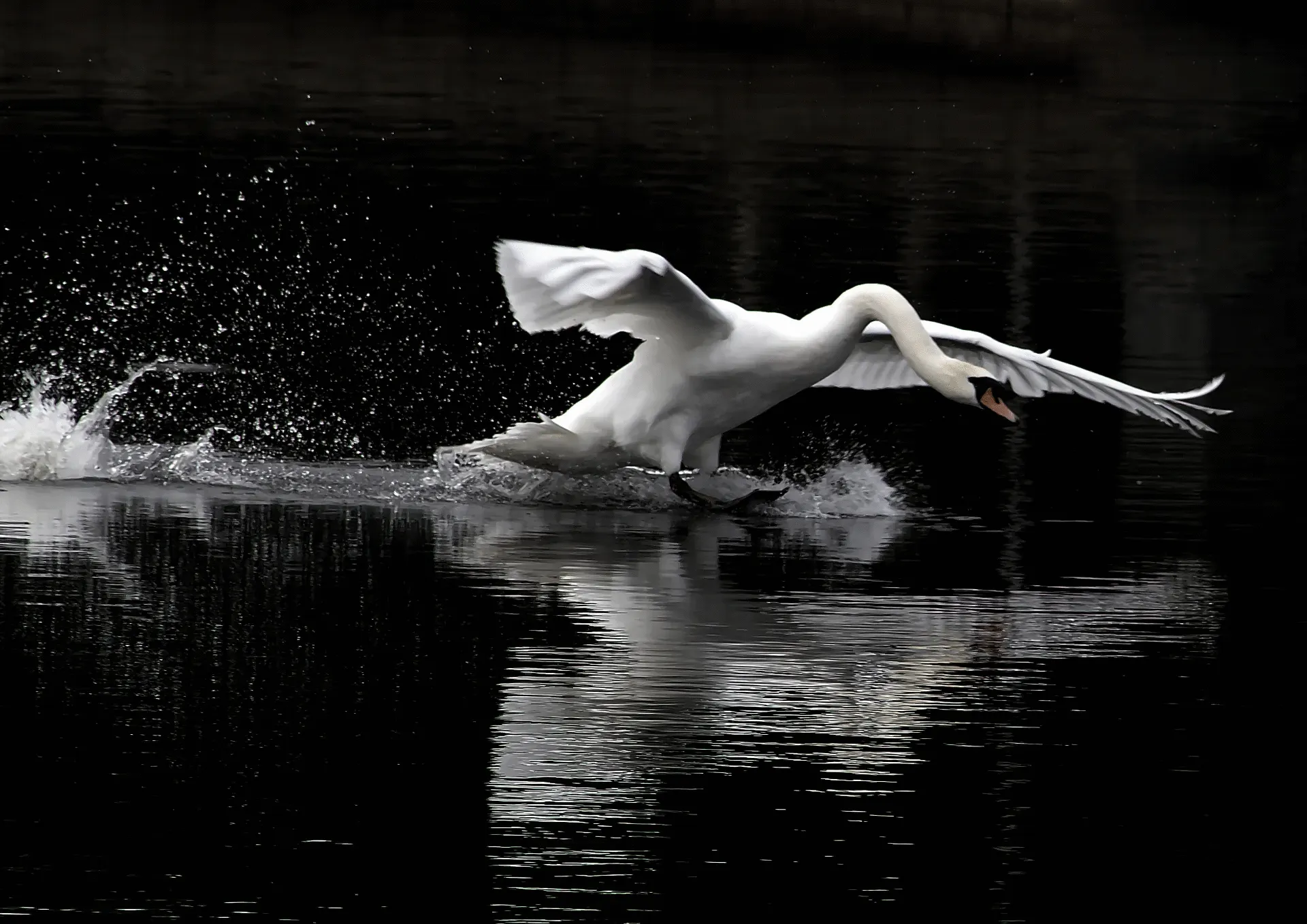 6th Place: "Splash Landing"