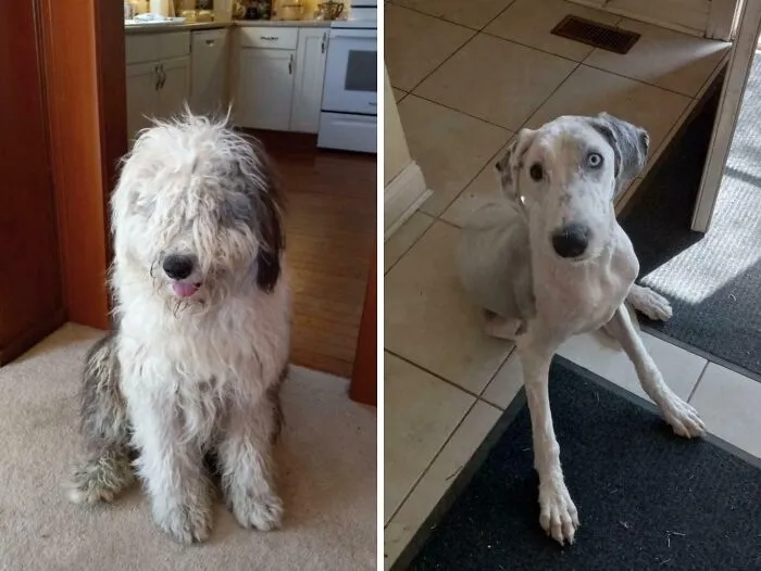 Perro pastor antes y después de un pequeño corte de pelo