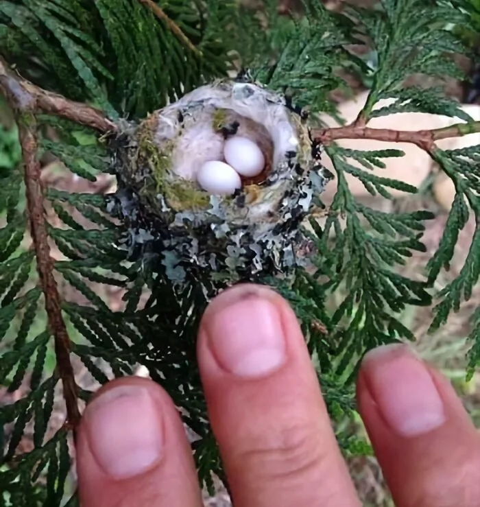 El tamaño del nido de un colibrí