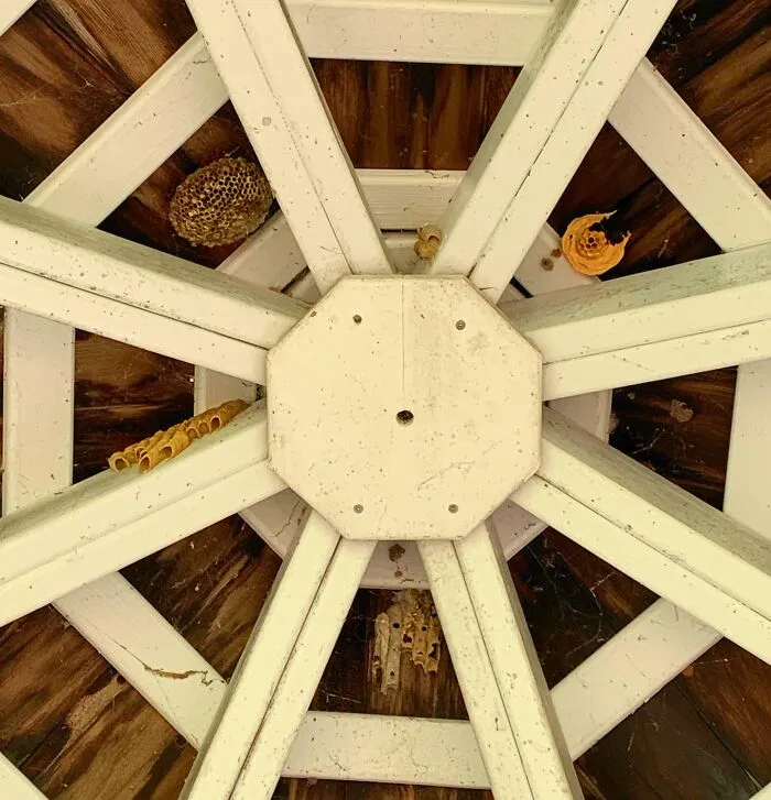 Nidos de avispas en estructuras de madera mostrando la diversidad inesperada de la vida en espacios ocultos.