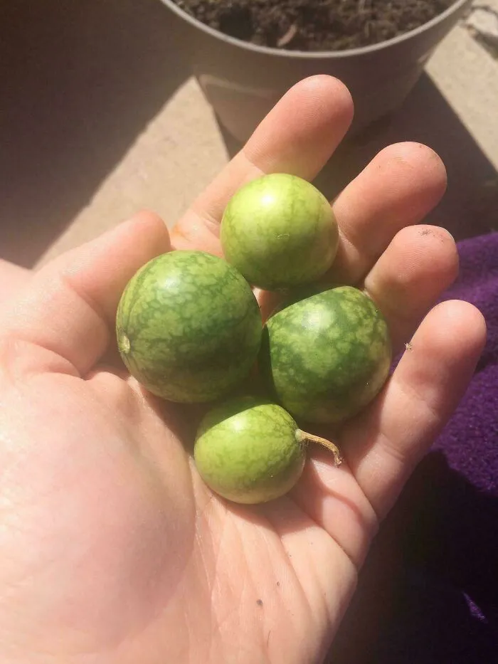 These Watermelons Are Enough To Keep Me Full For Days