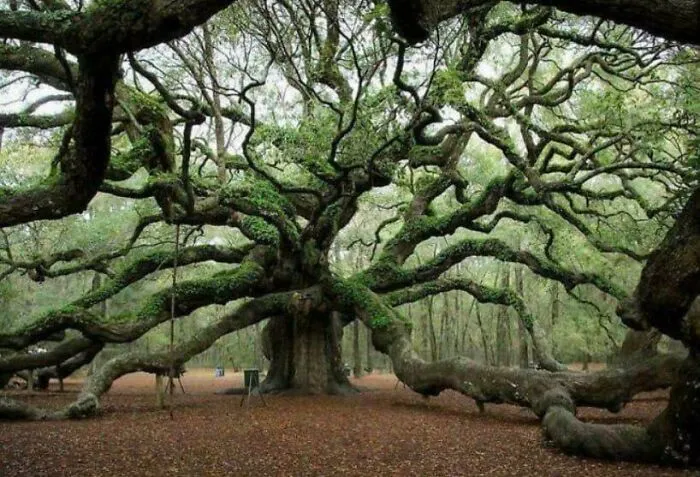 Angel Oak, The Oldest Tree East Of The Mississippi