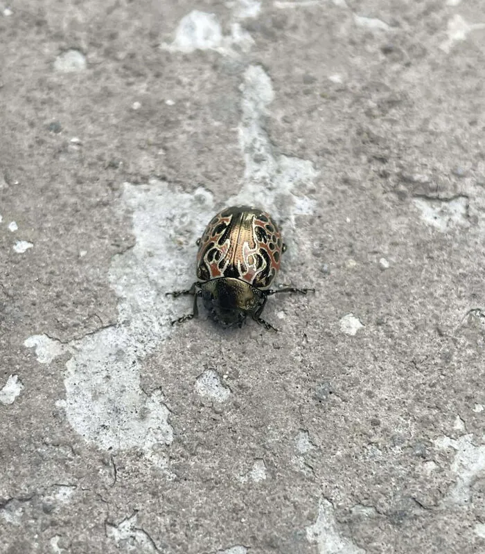 Who’s This Beetle With The Sick Flame Decals?
