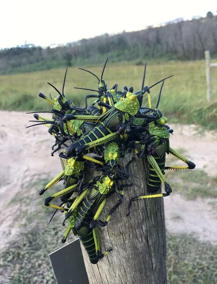 Found A Bunch Of These On A Hike In South Africa, Just Wanted To Show It Off