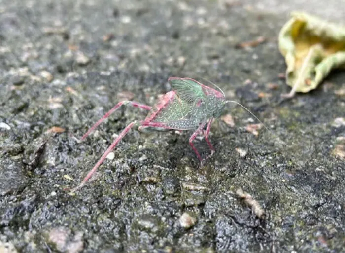 My Dog Saved Him, But Who Is He?