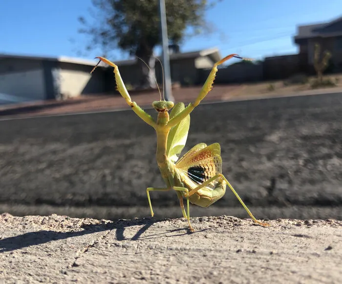 I Watched This Guy Fight Off A Bird 10 Times His Size. This Was His Victory Pose For A Good 10+ Minutes As The Bird Perched On A Power Line, Defeated