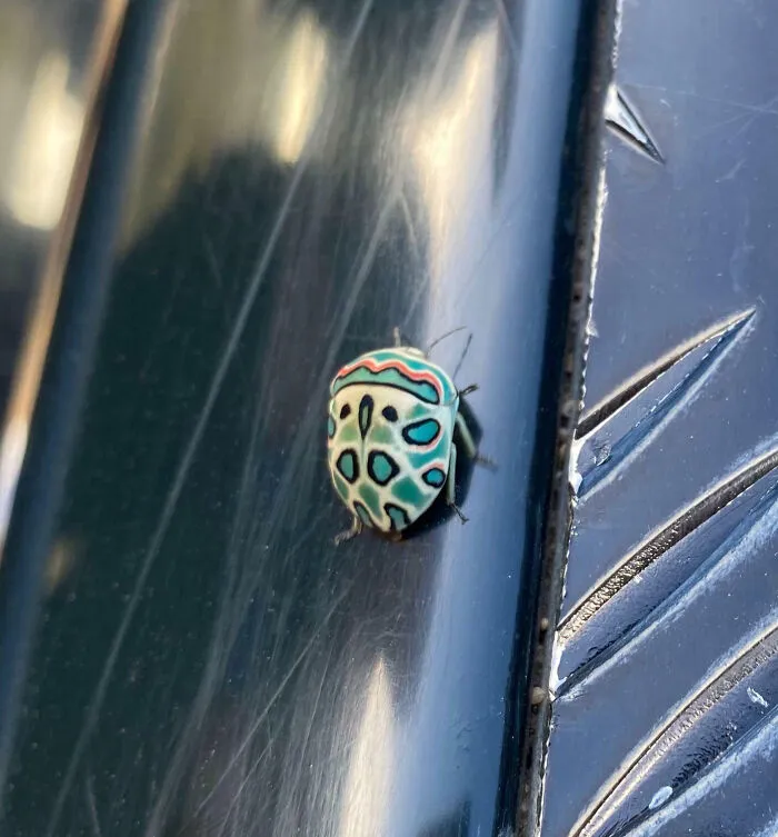 Any Ideas In What This Little Guy Is? Found In Kruger Park, South Africa