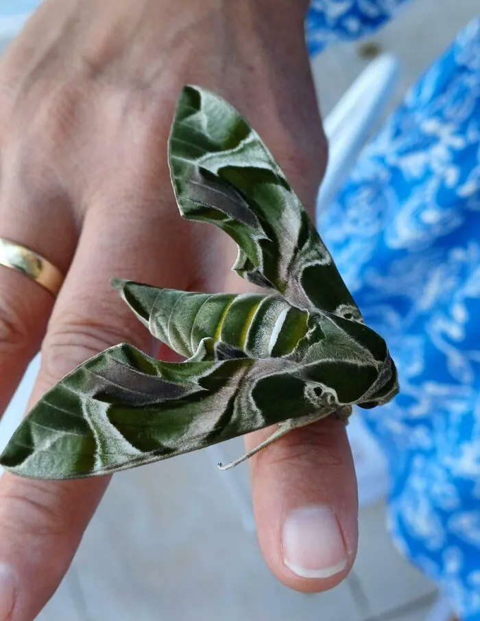 Found In Greece. What Is It?