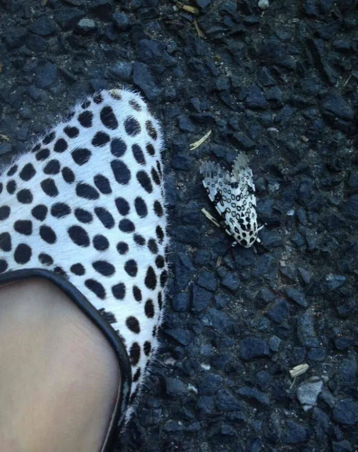 I Go To One Stinkin' Party This Whole Year And The Moth Just Had To Wear The Same Designer Outfit That I Did