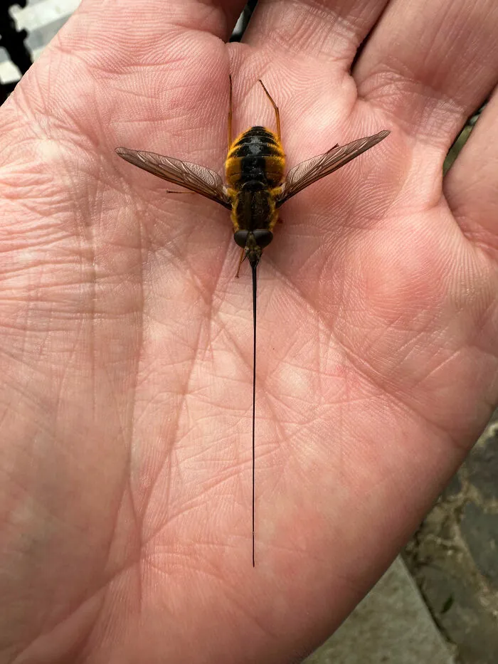I Found This On The Trail In Northern India. Thought It Was Cool