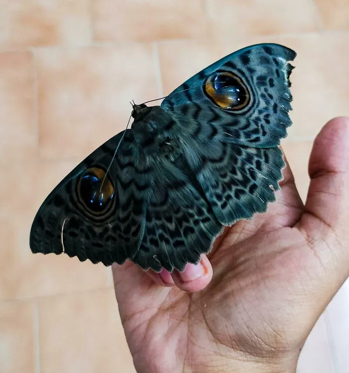 An Erebus Just Flew Into My Room And Rested On My Fingers For Hours