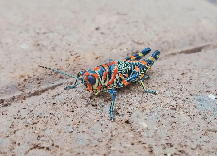Chino Valley, Arizona