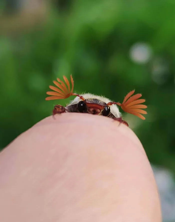 Shy Sweet Face