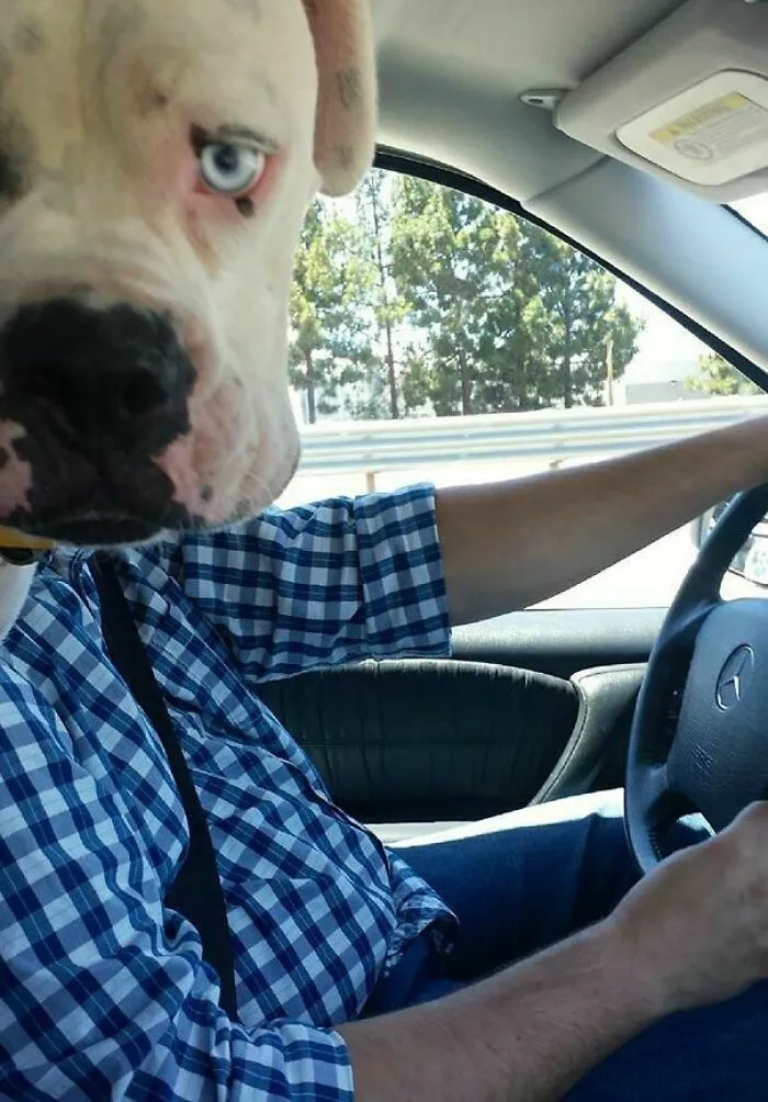 Nunca había podido tomar una foto de mi perro con tanta precisión, ni siquiera con la mejor cámara del mundo.