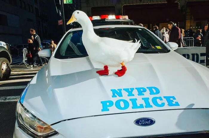 Animals Steal The Spotlight In Mathias Wasik’s Perfectly-Timed Urban Photos