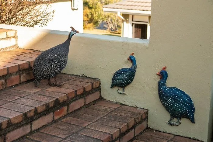 50 Hilarious And Heartwarming Animal Moments Spotted On The Streets