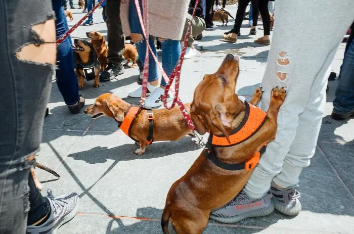 50 Hilarious And Heartwarming Animal Moments Spotted On The Streets