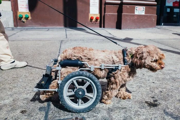 50 Hilarious And Heartwarming Animal Moments Spotted On The Streets