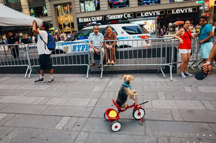 50 Hilarious And Heartwarming Animal Moments Spotted On The Streets