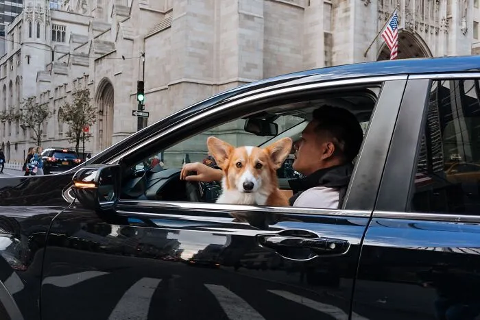 50 Hilarious And Heartwarming Animal Moments Spotted On The Streets