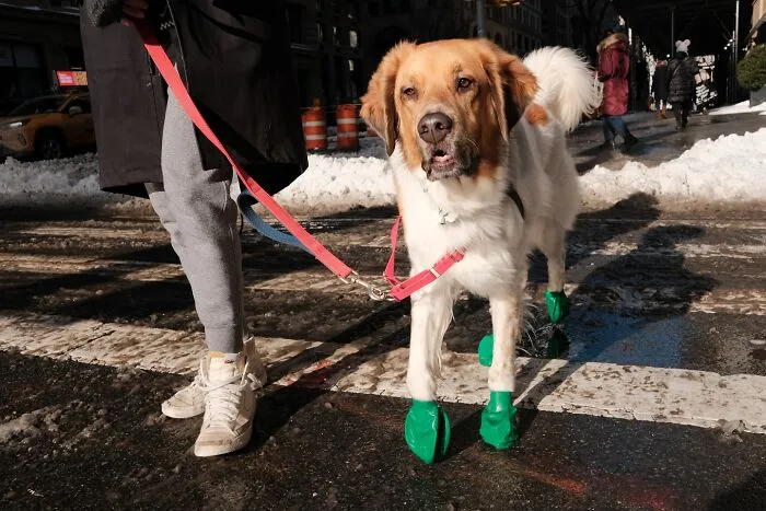 50 Hilarious And Heartwarming Animal Moments Spotted On The Streets