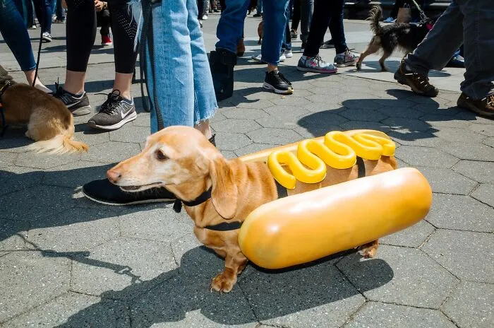 50 Hilarious And Heartwarming Animal Moments Spotted On The Streets