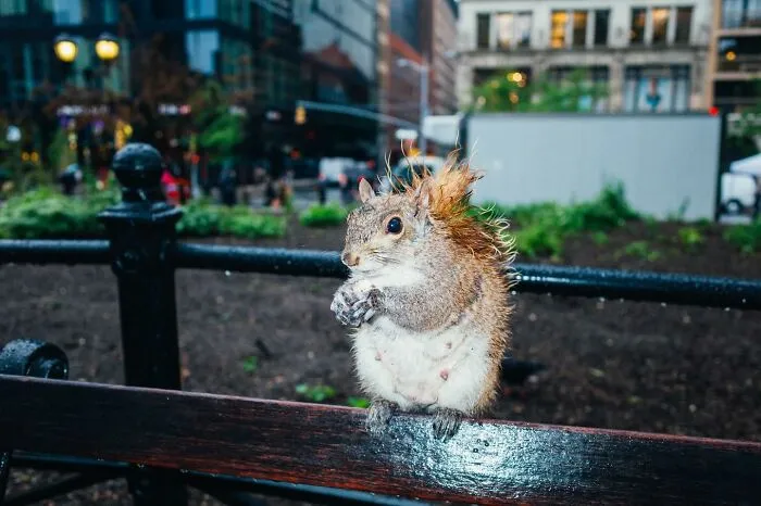 50 Hilarious And Heartwarming Animal Moments Spotted On The Streets