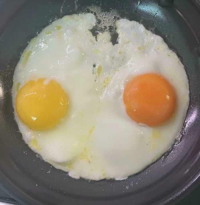 Huevos fritos con yemas de diferente color, mostrando comparaciones interesantes que revelan la diversidad inesperada de la vida.