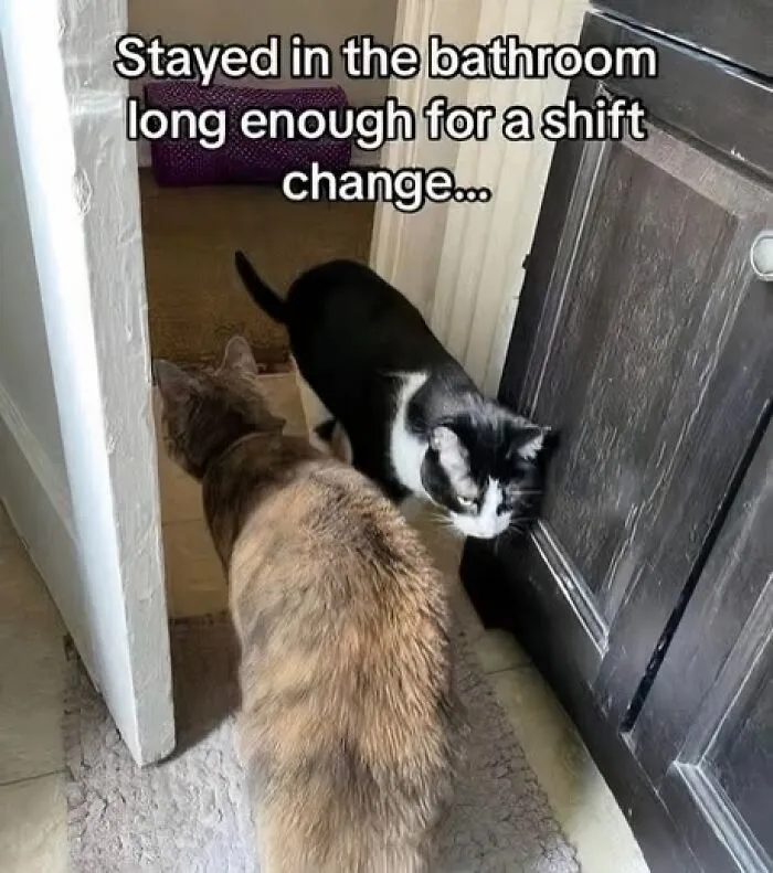 50 Times Cats Committed The Most Annoying Crimes But People Just Couldn’t Be Mad At Them (New Pics)