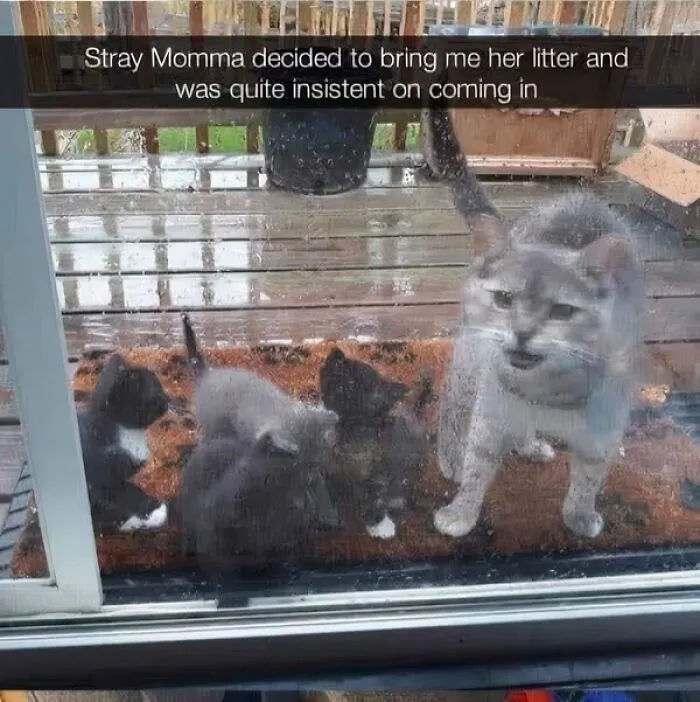 50 Times Cats Committed The Most Annoying Crimes But People Just Couldn’t Be Mad At Them (New Pics)