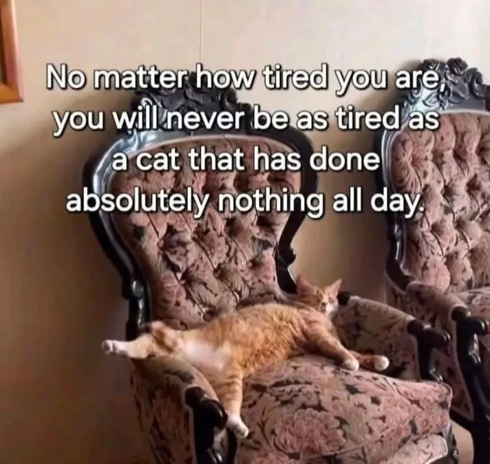 50 Times Cats Committed The Most Annoying Crimes But People Just Couldn’t Be Mad At Them (New Pics)