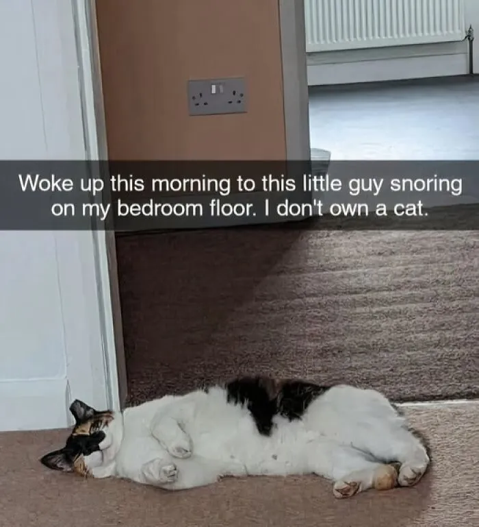 50 Times Cats Committed The Most Annoying Crimes But People Just Couldn’t Be Mad At Them (New Pics)