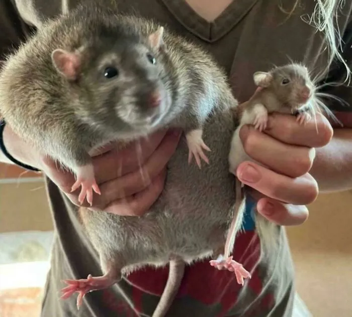 Rata enorme