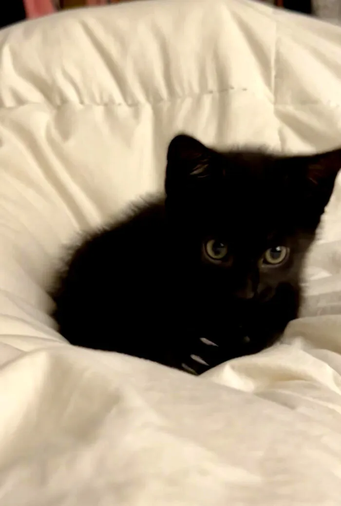 Tiny black kitten showing small cat claw tips while nestled comfortably in a white blanket