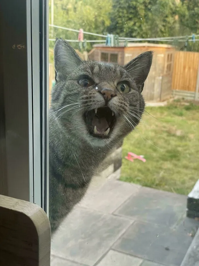Tabby cat meowing loudly outside a window in a garden, showing sharp teeth and wide-open mouth.
