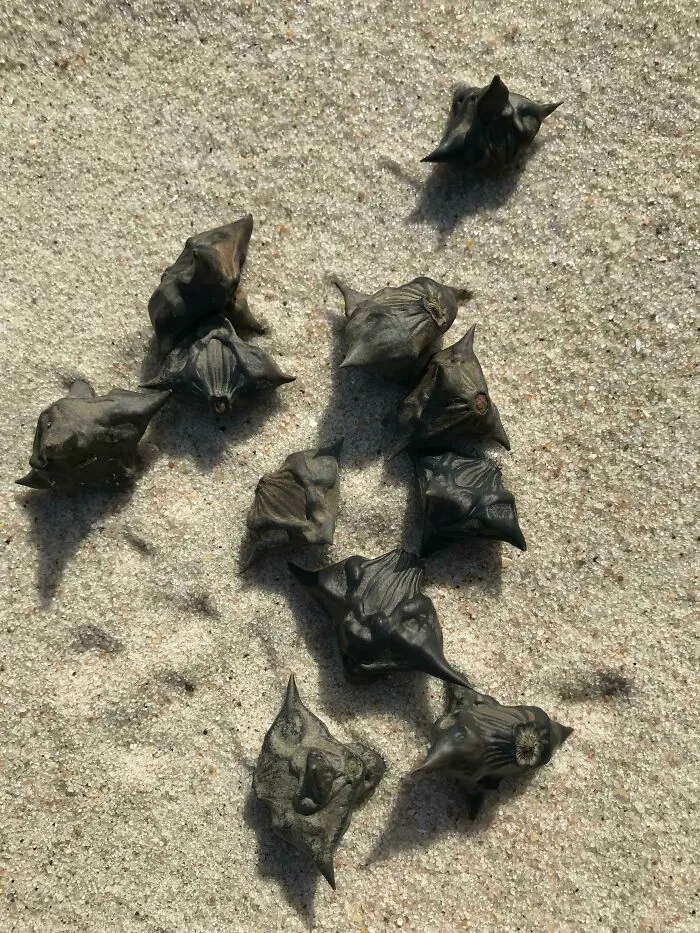 What Is This Thing? Found On Jones Beach, NY, About 1.5-2 Inches At Widest Point