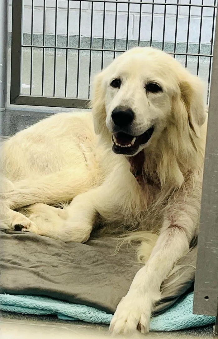 Happy adopted dog resting on a bed inside a kennel, showing love and care in shelter environment.