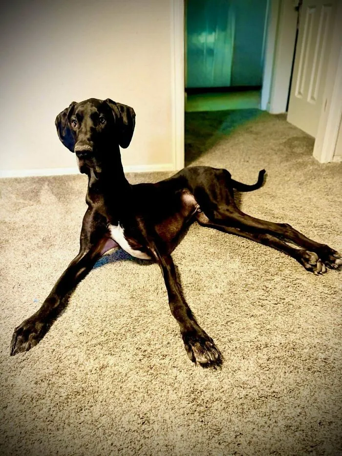 Black adopted dog with a white patch lying on carpet indoors, showing trust and comfort in new loving home.