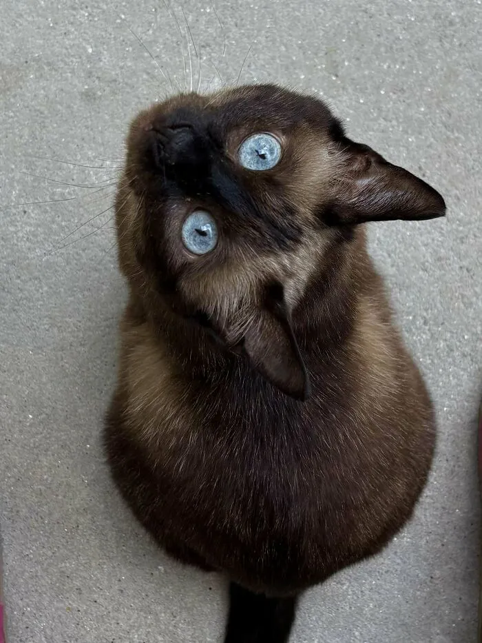 Adopted A 10 Yr Old Lil Siamese Girl Cat, And She Is Perfect!