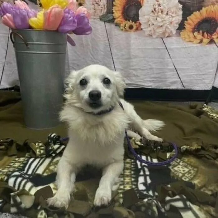 Small white adopted dog resting on a blanket with flowers in a bucket, showing love and care indoors.