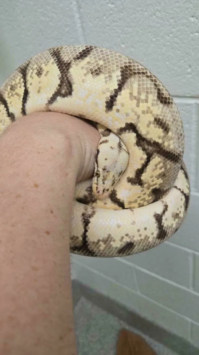 Light-colored snake comfortably coiled around a person's arm, showcasing adopted animals enjoying care and affection.